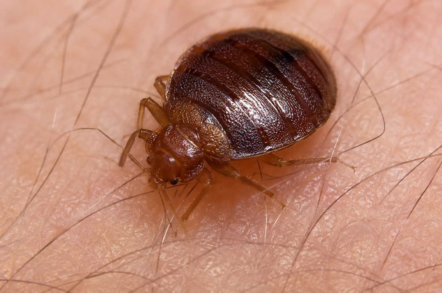 Close-up of a bed bug on skin for identification in Arizona