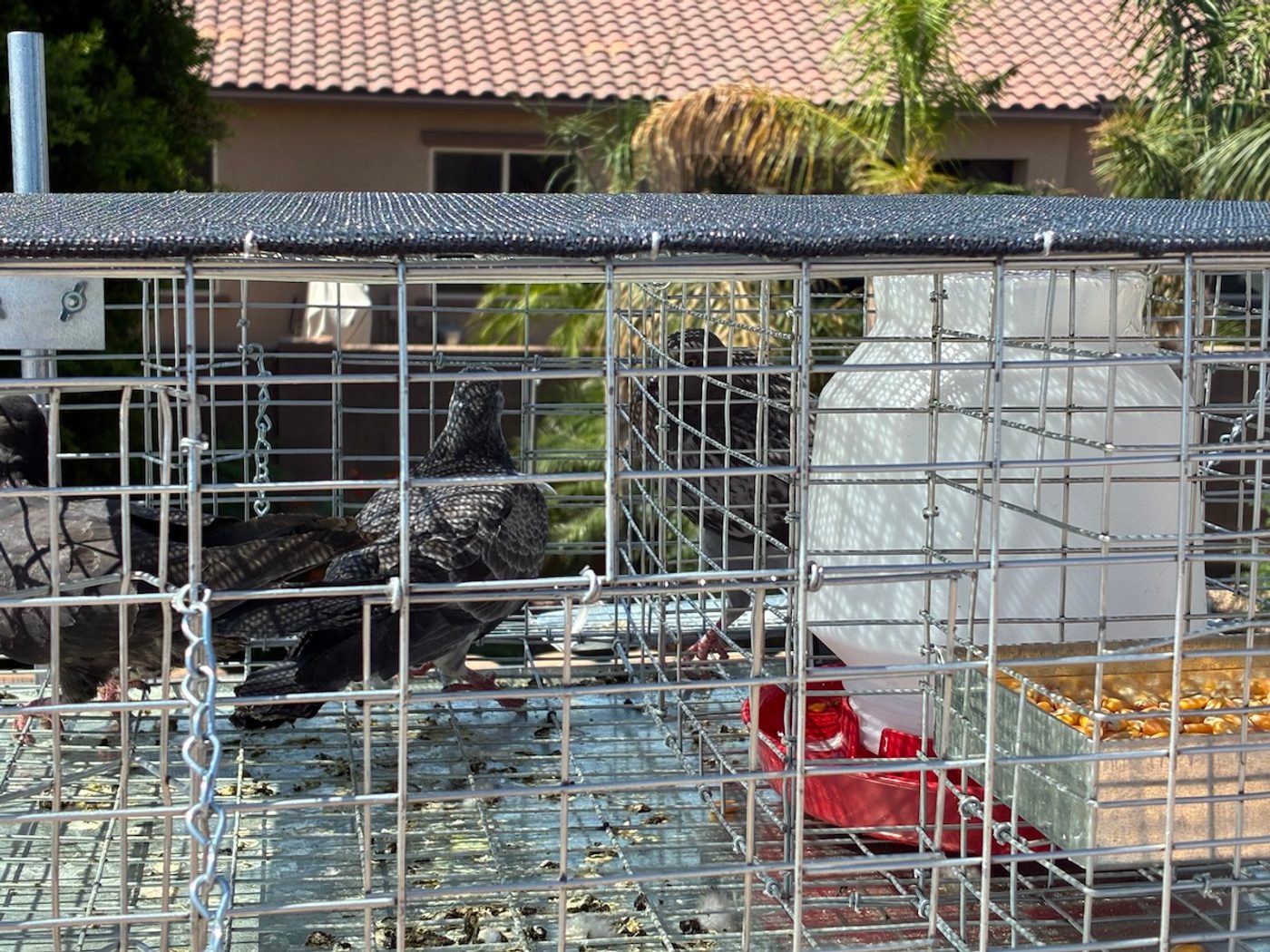 Bird spike and netting installation in Arizona