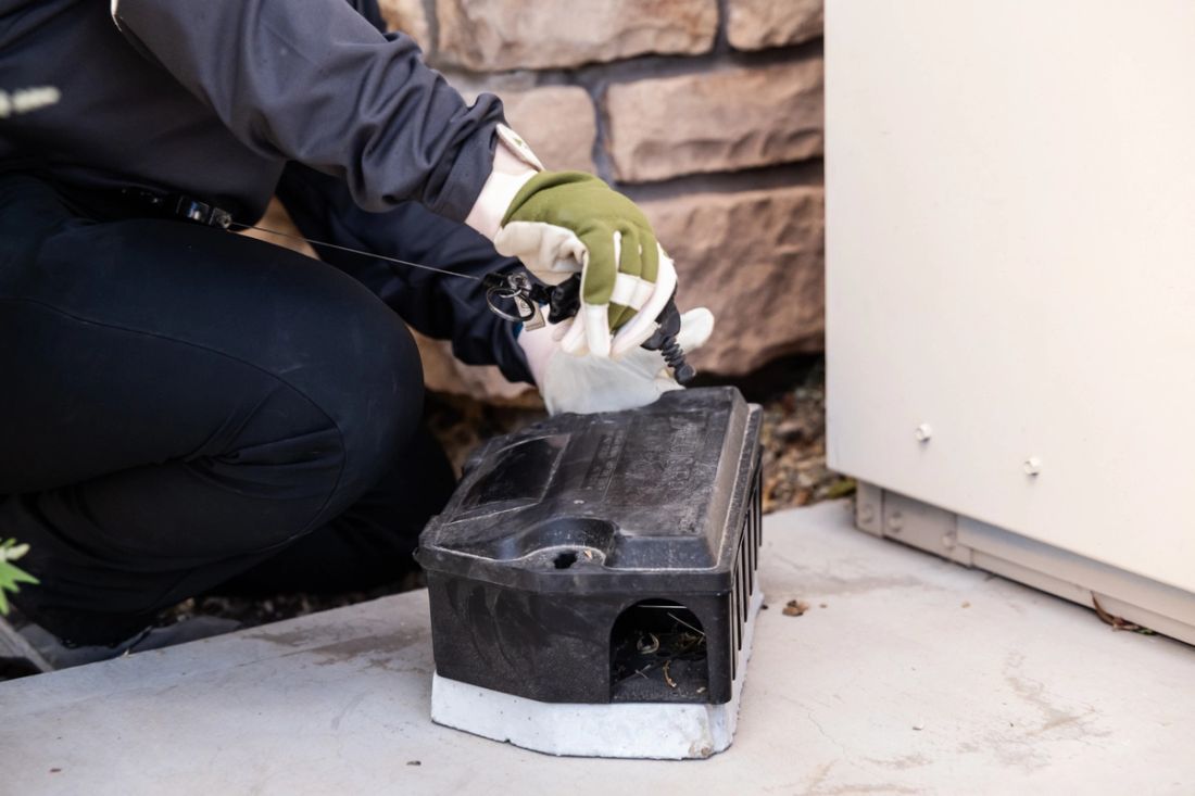 Emergency Pest Service in Apache Junction — Apache Junction, AZ