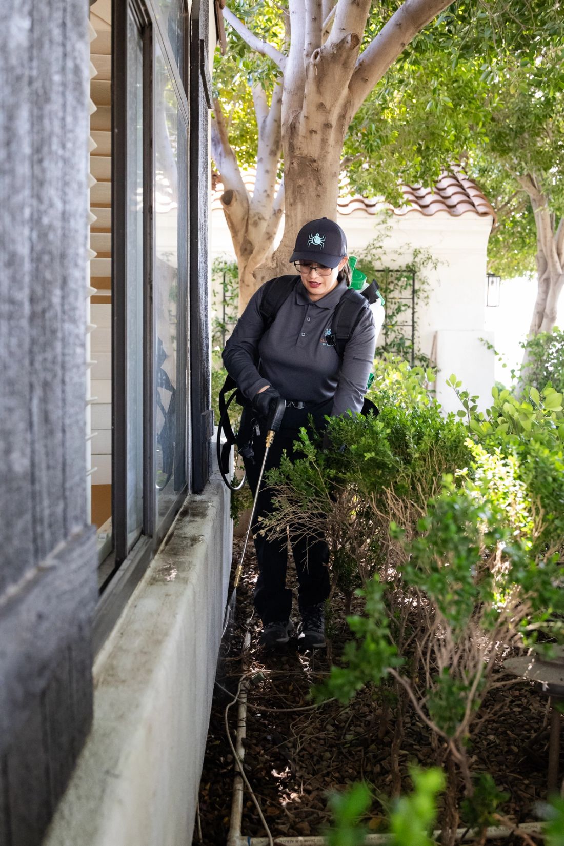 Desert Pests Threaten Youngtown Homes — Youngtown, AZ