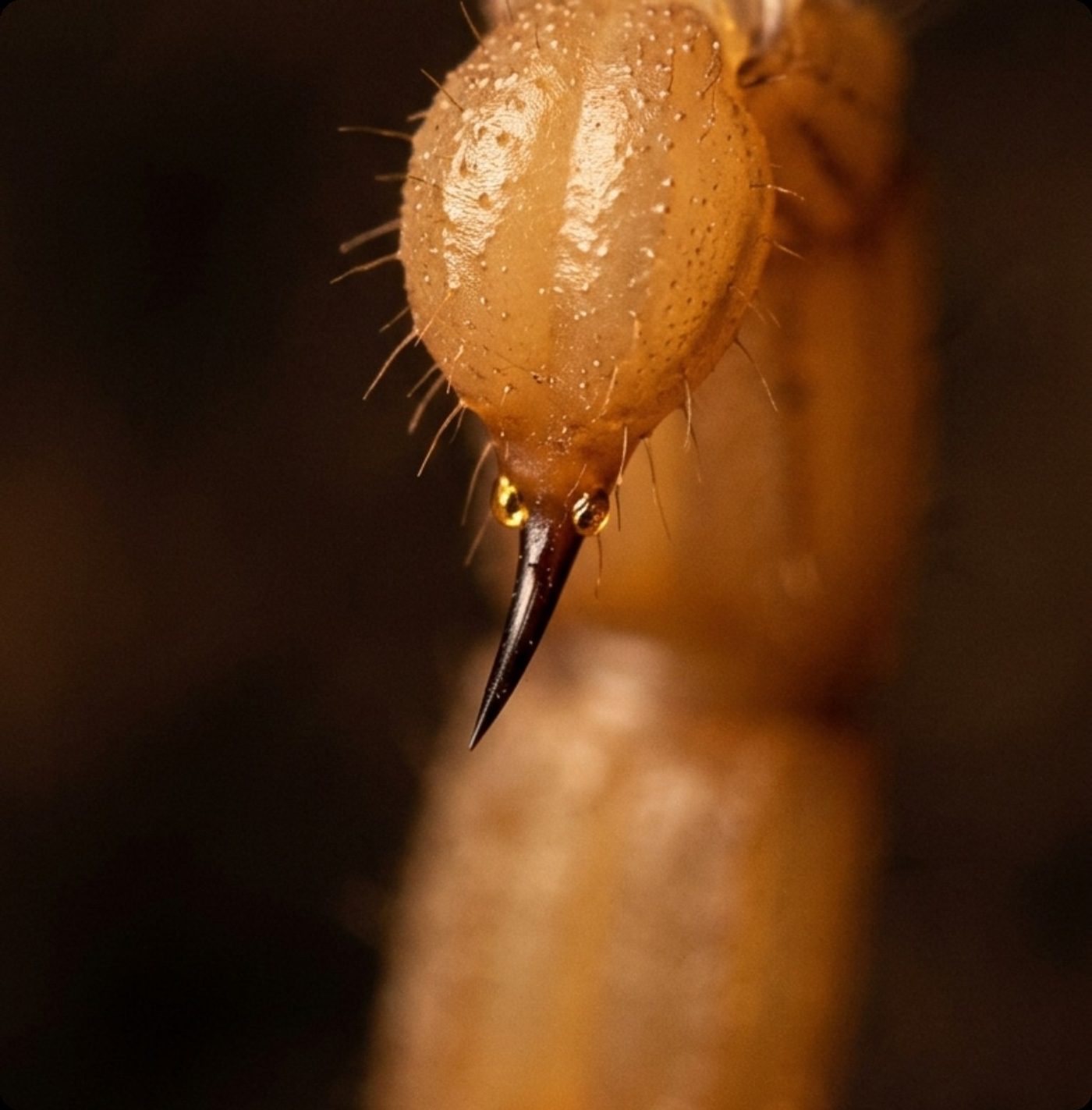 Bark scorpion close up Arizona